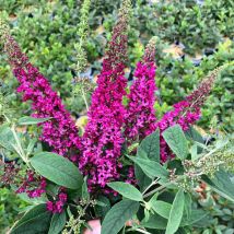 Arbre aux papillons Miss Ruby/Pot de 4L