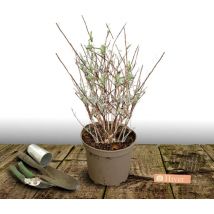 Arbre aux papillons Miss Ruby/Pot de 7,5L