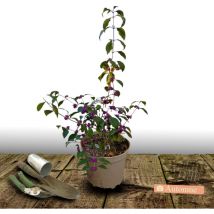 Callicarpa, Arbuste aux bonbons Profusion/Pot de 3L