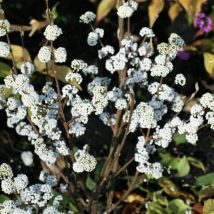 Callicarpa, Arbuste aux bonbons Magical Snowstar 'Kolmsnostar'/Pot de 1,5L