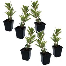 Plant In A Box - Fruits de l'arbousier - Set de 6 - Arbutus 'Unedo' - Hauteur 25-40cm - 9cm