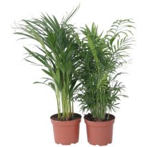 Plant In A Box - Palmiers d'intérieur - Set de 2 - Chamaedorea, Dypsis - Hauteur 50-70cm - 17cm