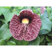 Aristolochia gigantea H 170CM FOTO REALI
