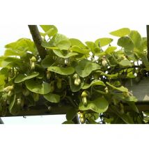 Aristolochia macrophylla 2L Eck 40- 60