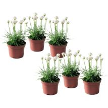 Plant In A Box - Oeillet des sables - Set de 6 - Armeria maritima 'Deep White' - H20-30cm - 12cm