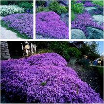 Aromatischer Thymian – 50000 Samen Für Gemüsebeet & Balkon, Frische Duftende Kräuter, Violett