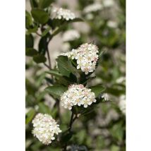 Apfelbeere 'Hugin' Aronia melanocarpa 'Hugin' Sta C7,5 Krone mehrj. Sth. 80