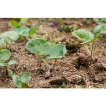 Asarum europaeum p 0,5