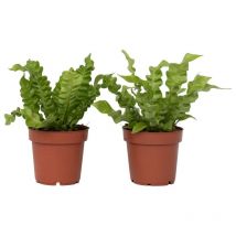 Fougère nid d'oiseau - Asplenium nidus 'Crispy Wave' - Hauteur 25-40cm - 12cm