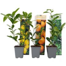 Plant In A Box - Mélange de citrons - Set de 3 - Citrus limon - Hauteur 25-40cm - 9cm