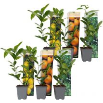 Plant In A Box - Mélange de citrons - Set de 6 - Citrus limon - Hauteur 25-40cm - 9cm