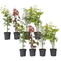 Plant In A Box - rable du Japon - Set de 8 - Acer palmatum - Hauteur 25-40cm - 10,5cm