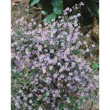 Aster cordifolius 'Little Carlow' p 1