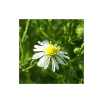 Aster d'automne datschii | Conditionnement: Lot de 9 godets