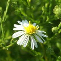 Aster d'automne datschii/Godet - Blanche
