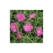 Aster d'automne dumosus Alice Haslam | Conditionnement: Lot de 3 godets