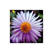 Aster de printemps Berggarten/Godet
