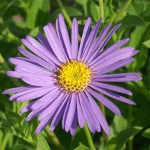 Aster d'été frikartii Mönch/Godet