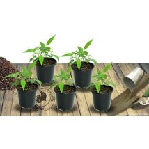 Aster grand d'automne Novi-belgii Davey's True Blue | Conditionnement: Lot de 5 godets