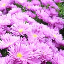 Aster Tonga 1 Litre Potted Plant x 1