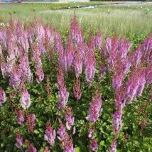 Plantes Avenue - Astilbe de Chine Purpurlanze | Conditionnement: Lot de 9 godets