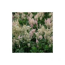 Astilbe du Japon Peach Blossom/Lot de 3 godets - Blanche