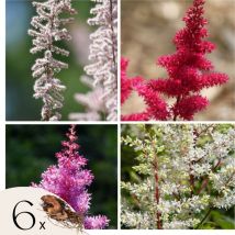 Plant In A Box - Faux Spiraea - Set de 6 - Astilbe - Rhizomes