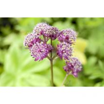 Astrantia major 'Primadonna' p 1