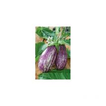 Aubergine riado HF1 - 10 graines - Graines de légumes