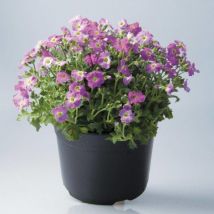 Aubriète Florado rose/Godet