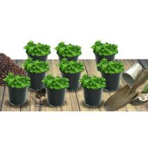 Clématite.net-angers - Aubriète Royal Red | Conditionnement: Lot de 9 godets