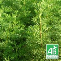 Plantes Avenue - Aurone abrotanum BIO/Lot de 5 godets