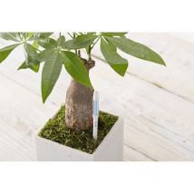 Avisador riego sus-tee