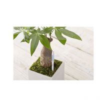 Avisador riego sus-tee