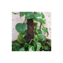 Tutor Musgo de Coco 60cm (Ø32mm) - 24 unidades