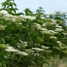 Sureau noir/Pot de 4L