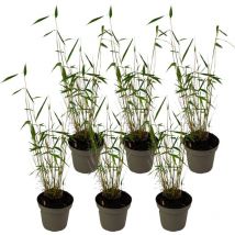 Plant In A Box - Bambou non-traçant - Set de 6 - Fargesia 'Blue Dragon' - Hauteur 30-40cm - 13cm