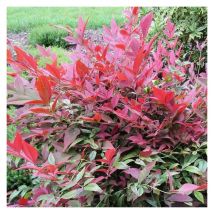 Bambou sacré Obsessed 'Seika'/Pot de 3L