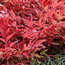 Bambou sacré Obsessed 'Seika'/Pot de 4L