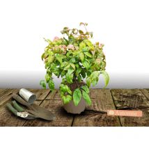 Bambou sacré Fire Power/Pot de 3L