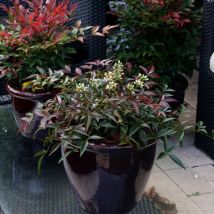 Bambou sacré Flirt 'Murasaki'/Pot de 3L