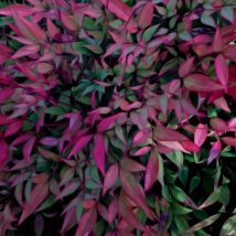 Bambou sacré Plum Passion /Pot de 4L