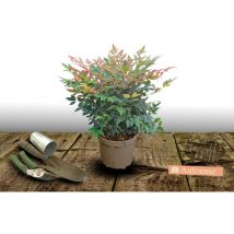 Bambou sacré domestica/Pot de 3L