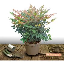 Bambou sacré domestica/Pot de 7,5L