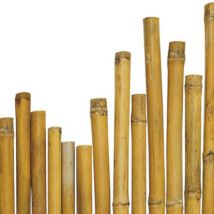 Bambusstangen Für Pflanzenstütze 2,2-2,4 Cm Ø 180 Cm