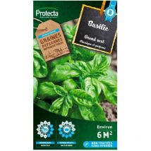Basilic Grand vert