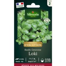 Basilic Loki - Graines d'Exception