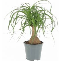 Kentis - Beaucarnea Nolina Recurvata Pianta Mangiafumo - h 30-40 cm Vaso ø 14 cm