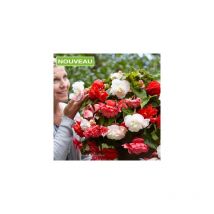 Begonia cascades odorata red - 3 Bulbes