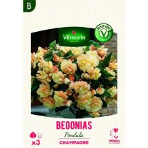 Bégonia Pendula Champagne